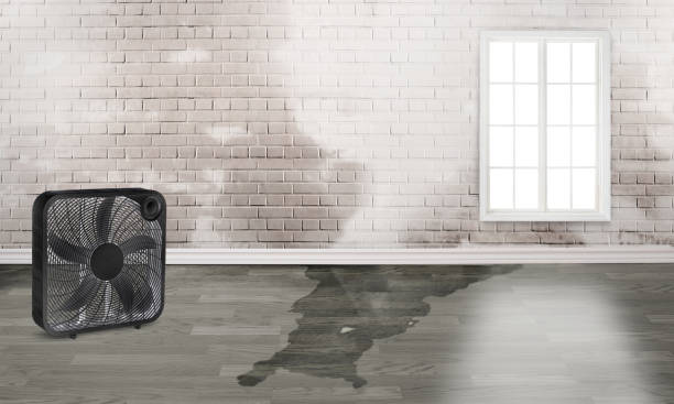 Best Basement water damage restoration  in New London, MN
